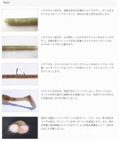 ボトムアップ　BREAVOR(ブレーバー)5.7インチ