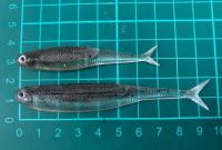 DSTYLE　VIROLA(ヴィローラ) 4インチ　【Feco認定】