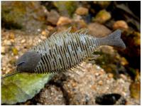 イマカツ　ハドルブレスギル<3インチ>　