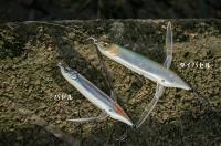 イマカツ　アベンタクローラー・ダイバゼル