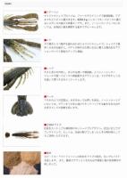 ボトムアップ　ハリーシュリンプ 4inch