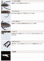 エバーグリーン　Gizmo(ギズモ)　【Feco認定】