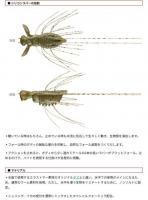 エバーグリーン　フラッターギズモ